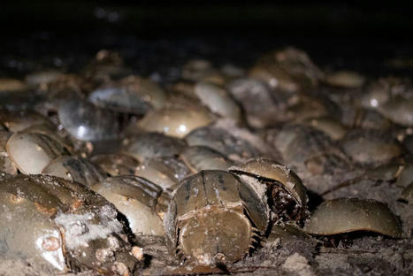 Unique Horseshoe Crab Blood Vital for Medicine, but Puts Bird at Risk | Science News | Scoop.it