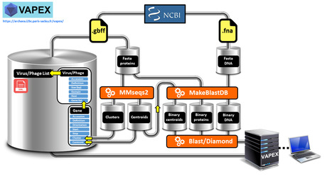New virus/phage synteny web server: https://archaea.i2bc.paris-saclay.fr/vapex/ | I2BC Paris-Saclay | Scoop.it