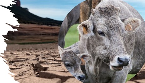 Les éleveurs espagnols s'alarment : Des animaux "sains et jeunes" abattus faute de pouvoir les nourrir | Lait de Normandie... et d'ailleurs | Scoop.it