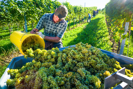 Les métiers de la vigne et la vie de château | Initiatives locales et paroles d'acteurs | Scoop.it