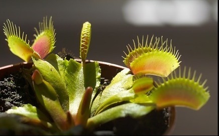 Comment une plante devient carnivore insectivore | EntomoNews | Scoop.it