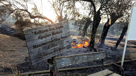 Monumental Olive Trees in Cyprus Destroyed by Wildfires | CIHEAM Press Review | Scoop.it
