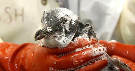 Rena responders share emotional impact of wildlife rescue - Massey University / le 15.10.2025 | Pollution accidentelle des eaux (+ déchets plastiques) | Scoop.it