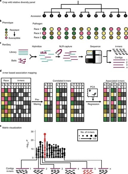Nature Biotech: Resistance gene cloning from a wild crop relative by sequence capture and association genetics (2019) | Plants and Microbes | Scoop.it
