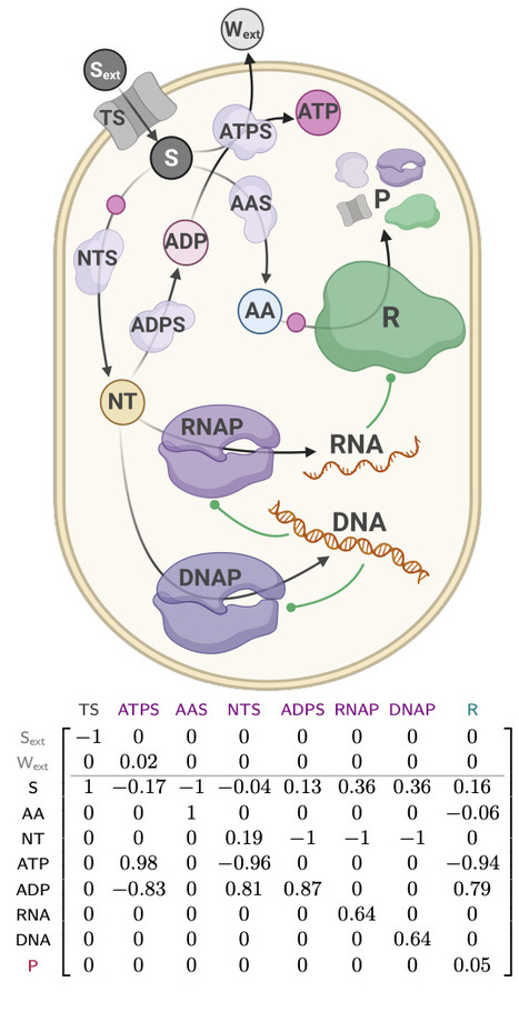 Growth costs of suboptimal protein allocation in nonlinear models of growing cells | brvme | RMH | Scoop.it