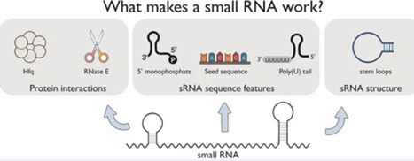 What makes a small RNA work? | nar | RMH | Scoop.it