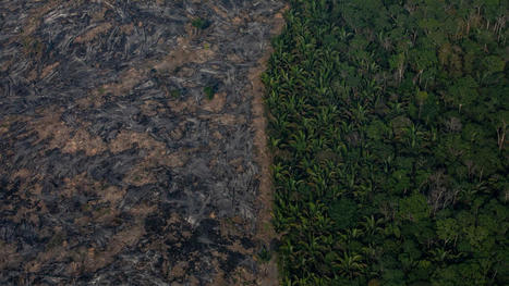 Brazil hosts the Amazon nations in a bid to save the rainforest | The EcoPlum Daily | Scoop.it