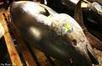 Japan agency to breed bluefin tuna in tanks on land | The Asian Food Gazette. | Scoop.it