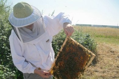 Les reines de la biosurveillance | EntomoNews | Scoop.it