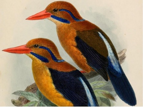 A scientist found a ‘ghost’ bird that hadn’t been seen in half a century, then killed it. Here’s why. | Coastal Restoration | Scoop.it