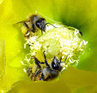 Un plan national d'actions &laquo; France, terre de pollinisateurs &raquo; | Nature en ville | Scoop.it