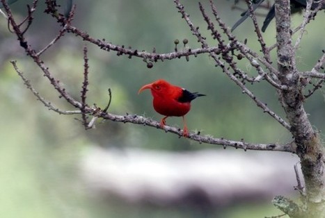 The Plan to Rescue Hawaii’s Birds with Genetic Engineering | Genetic Engineering in the Press by GEG | Scoop.it