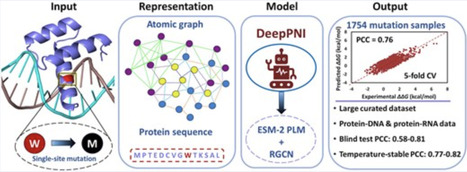 DeepPNI: a language- and graph-based model for mutation-driven protein&ndash;nucleic acid binding energetics | nar | RMH | Scoop.it