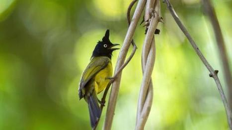 Union europ&eacute;enne. Appel &agrave; la mobilisation pour la biodiversit&eacute; | Biodiversit&eacute; | Scoop.it