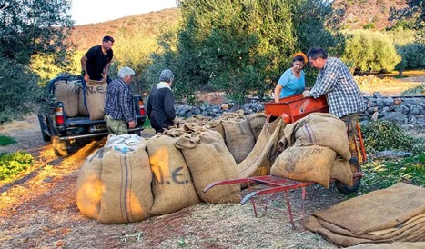 A Bittersweet Harvest Season for Greek Producers | CIHEAM Press Review | Scoop.it
