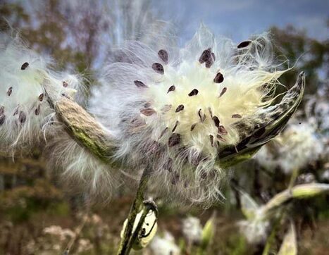 Letters to the editor: October 29, 2025 (November 4, Kings, Common Sense and more) - Hudson Valley One | Industry 411 - Waste Management | Scoop.it