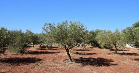 Cresce l'olivicoltura biologica in Spagna | OLIVE NEWS | Scoop.it