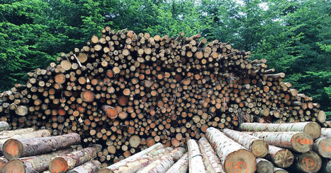 Pollutions, exploitations illégales de forêts… Les atteintes à l’environnement en nette hausse en France | Toxique, soyons vigilant ! | Scoop.it