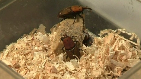 Un nouveau sp&eacute;cimen de charan&ccedil;on rouge captur&eacute; &agrave; Nice | EntomoNews | Scoop.it