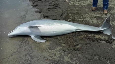 Baby dolphin is found shot to death on the beach with bullets in its brain, spinal cord and heart | Daily | Soggy Science | Scoop.it