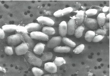 De l'arsenic dans la communication scientifique | Microbiologie | Scoop.it