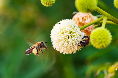 La France doit privil&eacute;gier la conservation des pollinisateurs plut&ocirc;t que l'utilisation des pesticides | Les Colocs du jardin | Scoop.it