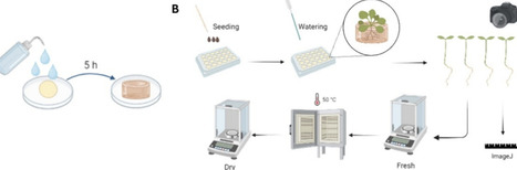 Harnessing Algal Biomass: Superabsorbent and Biostimulant Hydrogels for Seed Germination in Soilless Cultivation | acs | RMH | Scoop.it