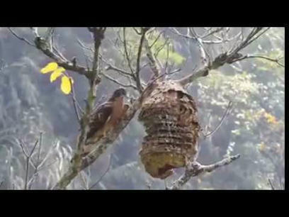 [Vidéo] Halcón abejero, Un aliado contra la avispa Velutina | Variétés entomologiques | Scoop.it