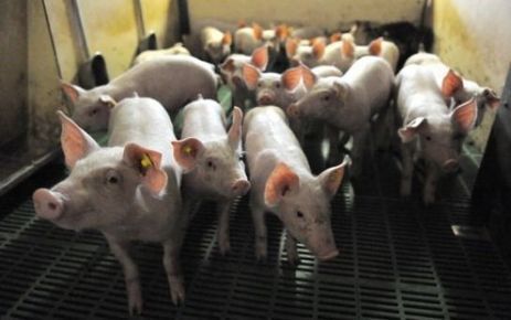Pontarlier (25) : il incendie un abattoir pour lib&eacute;rer des cochons | La Gazette des abattoirs | Scoop.it