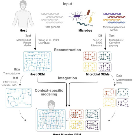Metabolic Modeling of Host-Microbe Interactions | CSB | RMH | Scoop.it