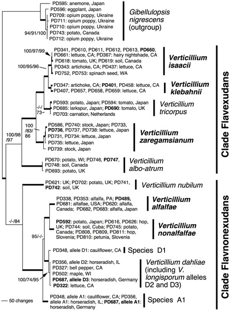 PLoS ONE: Phylogenetics and Taxonomy of the Fungal Vascular Wilt Pathogen Verticillium, with the Descriptions of Five New Species | Plant Pathogenomics | Scoop.it