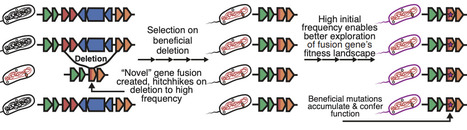 Novel genes arise from genomic deletions across the bacterial tree of life | brve | RMH | Scoop.it