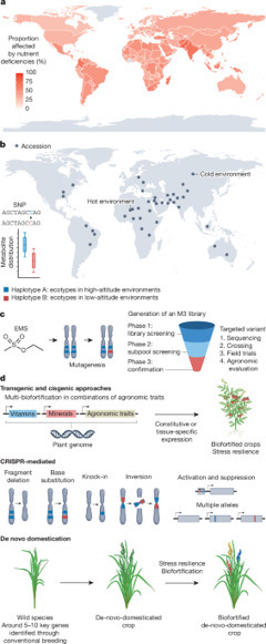 Genetic technologies to enhance crop nutritional value under climate change | nat | RMH | Scoop.it