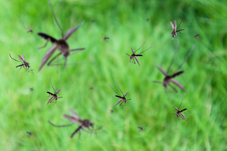 À quoi servent les moustiques ? | EntomoScience | Scoop.it