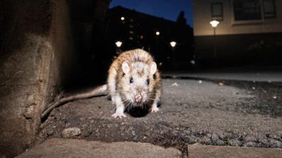 Vauvanruoasta l&ouml;ytyi rotanmyrkky&auml; It&auml;vallassa | 1Uutiset - Lukemisen t&auml;hden | Scoop.it