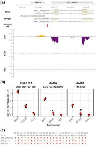 The Rice ILI2 Locus Is a Bidirectional Target of the African Xanthomonas oryzae pv. oryzae Major Transcription Activator-like Effector TalC but Does Not Contribute to Disease Susceptibility - MDPI ... | TAL effector science | Scoop.it