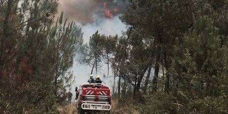 Le massif des Landes de Gascogne, plus grande for&ecirc;t artificielle d'Europe et fili&egrave;re &eacute;conomique majeure en Aquitaine - | Les &eacute;co-activit&eacute;s en Gironde | Scoop.it