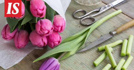 Miten tulppaaneja hoidetaan? Asiantuntija neuvoo | 1Uutiset - Lukemisen t&auml;hden | Scoop.it