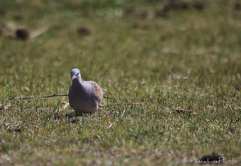 Tourterelle des bois (Streptopelia turtur),Turtle Dove | Camargue Nature | Scoop.it