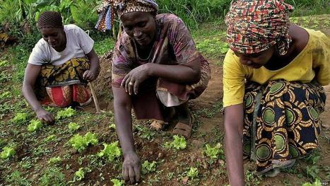 "Pour la dignité paysanne", Deogratias Niyonkuru donne la parole aux paysans d'Afrique | Questions de développement ... | Scoop.it