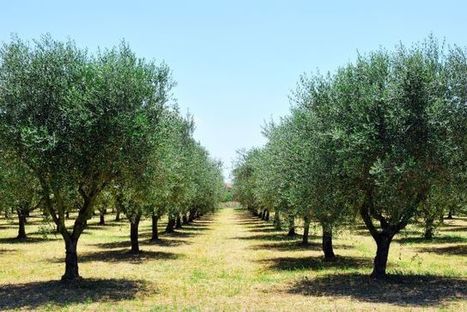 Las causas del estrés del olivo y su comportamiento ante él | OLIVE NEWS | Scoop.it