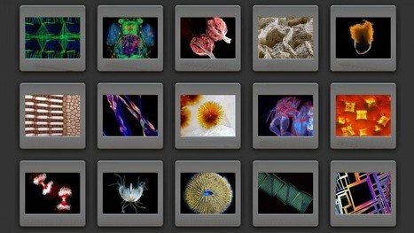 Amazing Science: Microscopy Postings | Amazing Science | Scoop.it