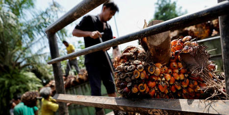 Indonesia posts 2022 current account surplus on commodity boom - | Development Economics | Scoop.it