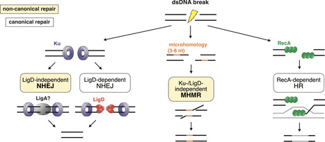Non-canonical double-stranded DNA break repair in Pseudomonas aeruginosa includes LigD-independent non-homologous end joining | nar | RMH | Scoop.it