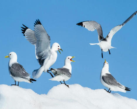 Le changement climatique influence la contamination par le mercure chez les oiseaux marins de l’Arctique | Biodiversité | Scoop.it
