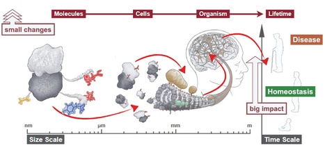 L'avenir de la recherche sur les microtubules | Life Sciences Universit&eacute; Paris-Saclay | Scoop.it
