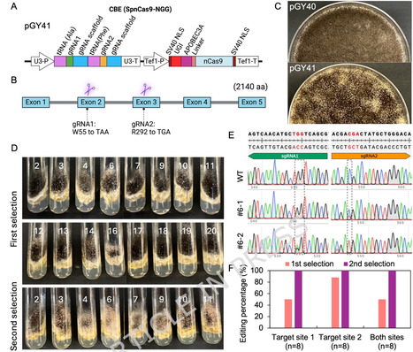 Expanding the genetic toolkit: adenine and cytosine base editors for gene disruption in Aspergillus niger | Mcf | RMH | Scoop.it
