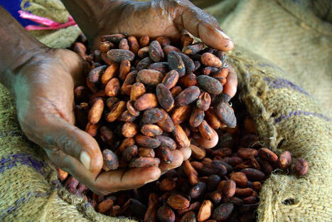 COTE D'IVOIRE : Le pays veut transformer davantage de f&egrave;ves de cacao sur son territoire | AFRIQUES | Scoop.it