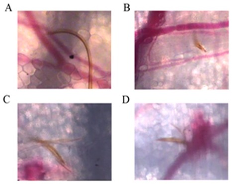 Le repas de sang du moustique Anopheles gambiae, vecteur du paludisme, &eacute;tudi&eacute; en vision rapproch&eacute;e [en anglais] | Insect Archive | Scoop.it