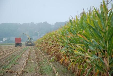 Récolter le maïs fourrage autrement | Lait de Normandie... et d'ailleurs | Scoop.it